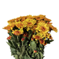 Chrysanthemum Stalk – Orange