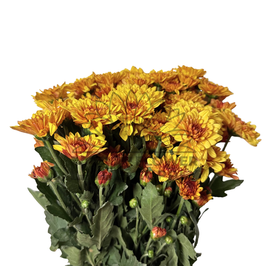 Chrysanthemum Stalk – Orange
