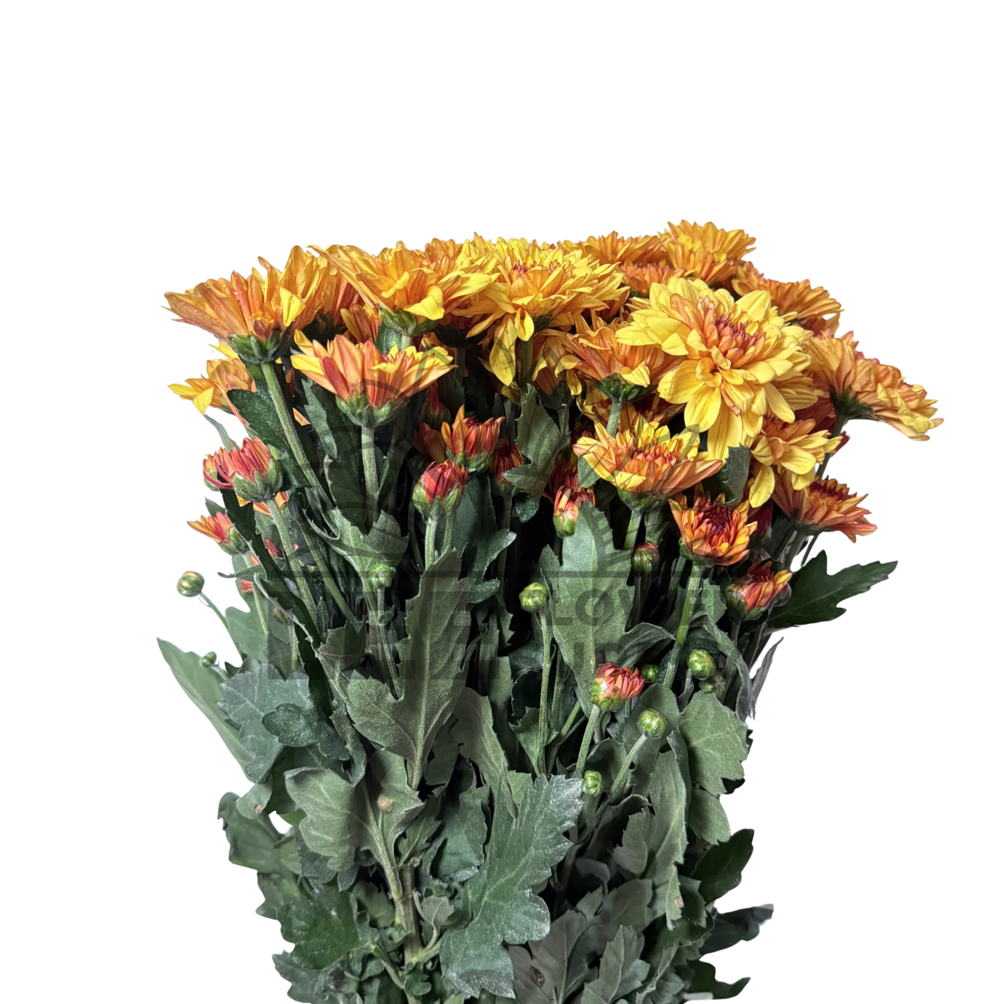 Chrysanthemum Stalk – Orange