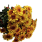 Chrysanthemum Stalk – Orange