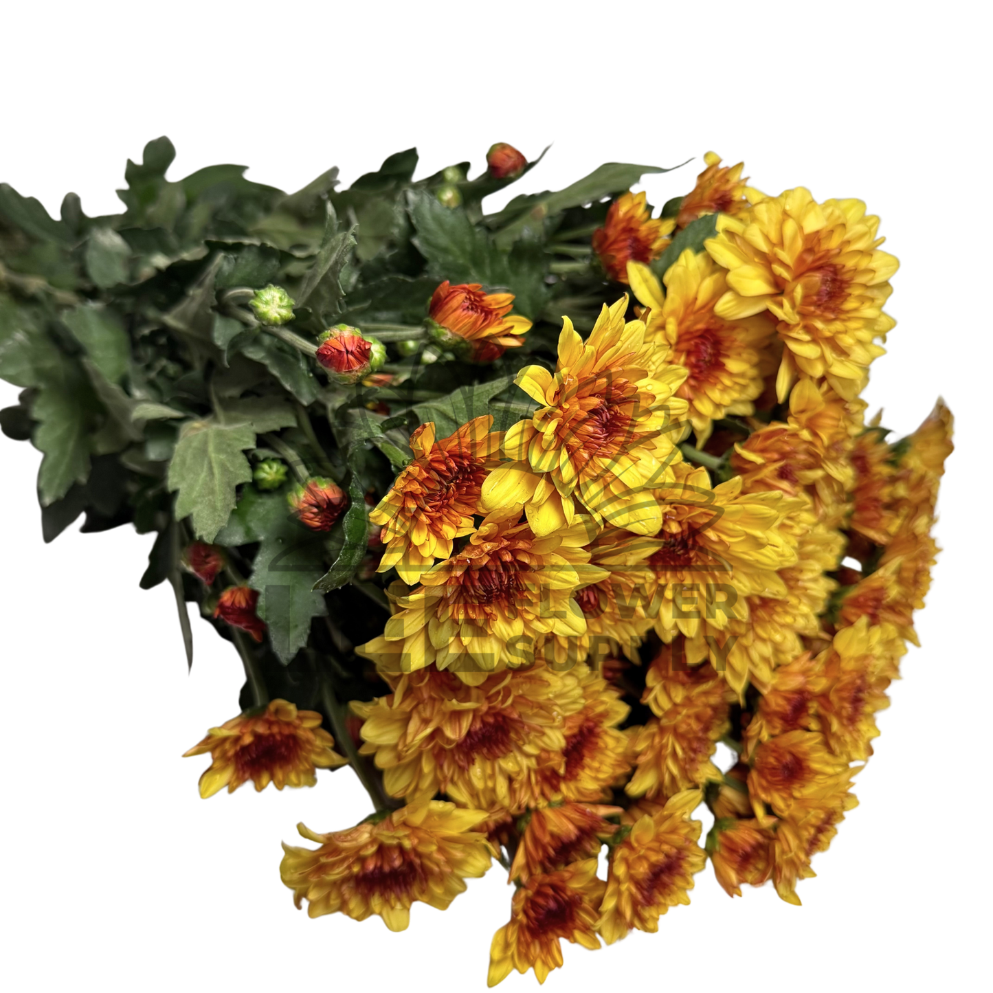 Chrysanthemum Stalk – Orange