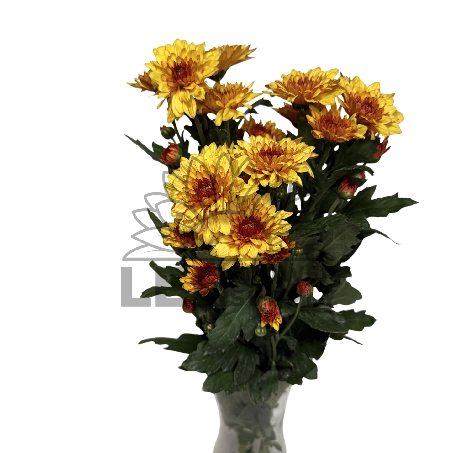 Chrysanthemum Stalk – Orange
