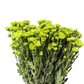 Chrysanthemum Stalk – Green