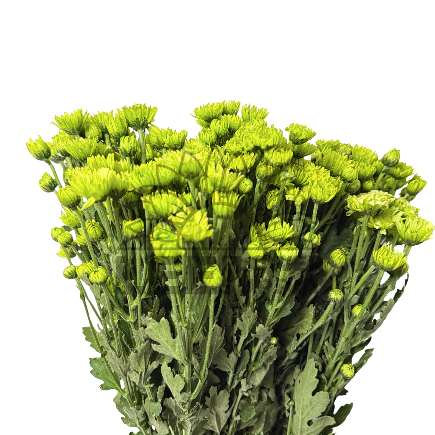 Chrysanthemum Stalk – Green