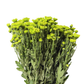 Chrysanthemum Stalk – Green
