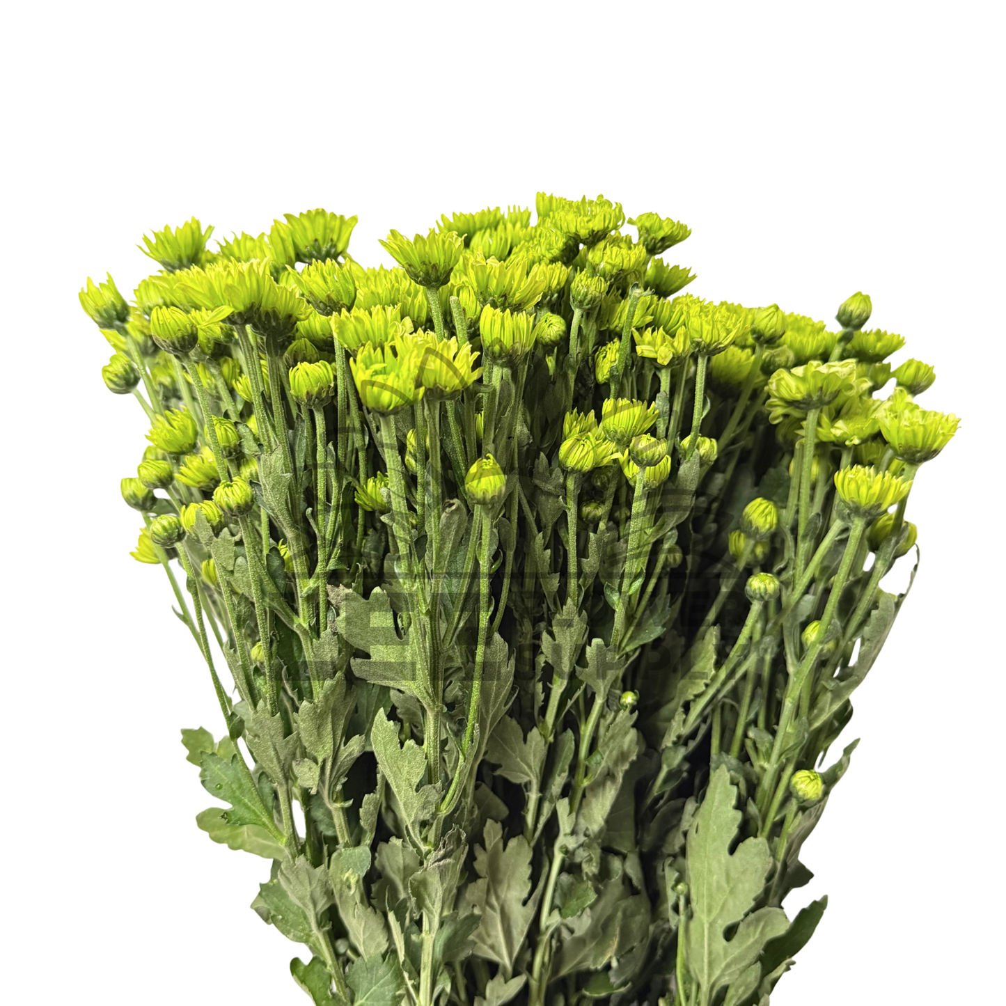 Chrysanthemum Stalk – Green