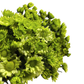 Chrysanthemum Stalk – Green