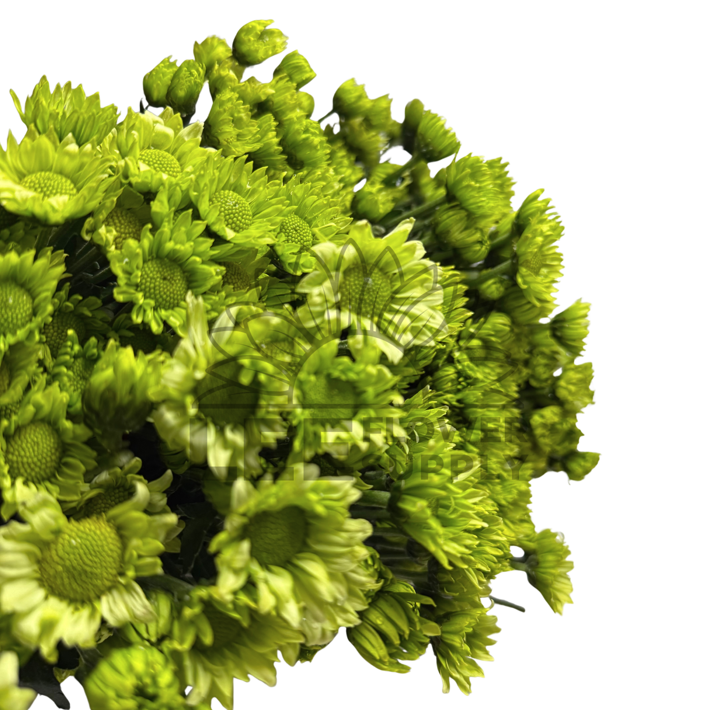 Chrysanthemum Stalk – Green