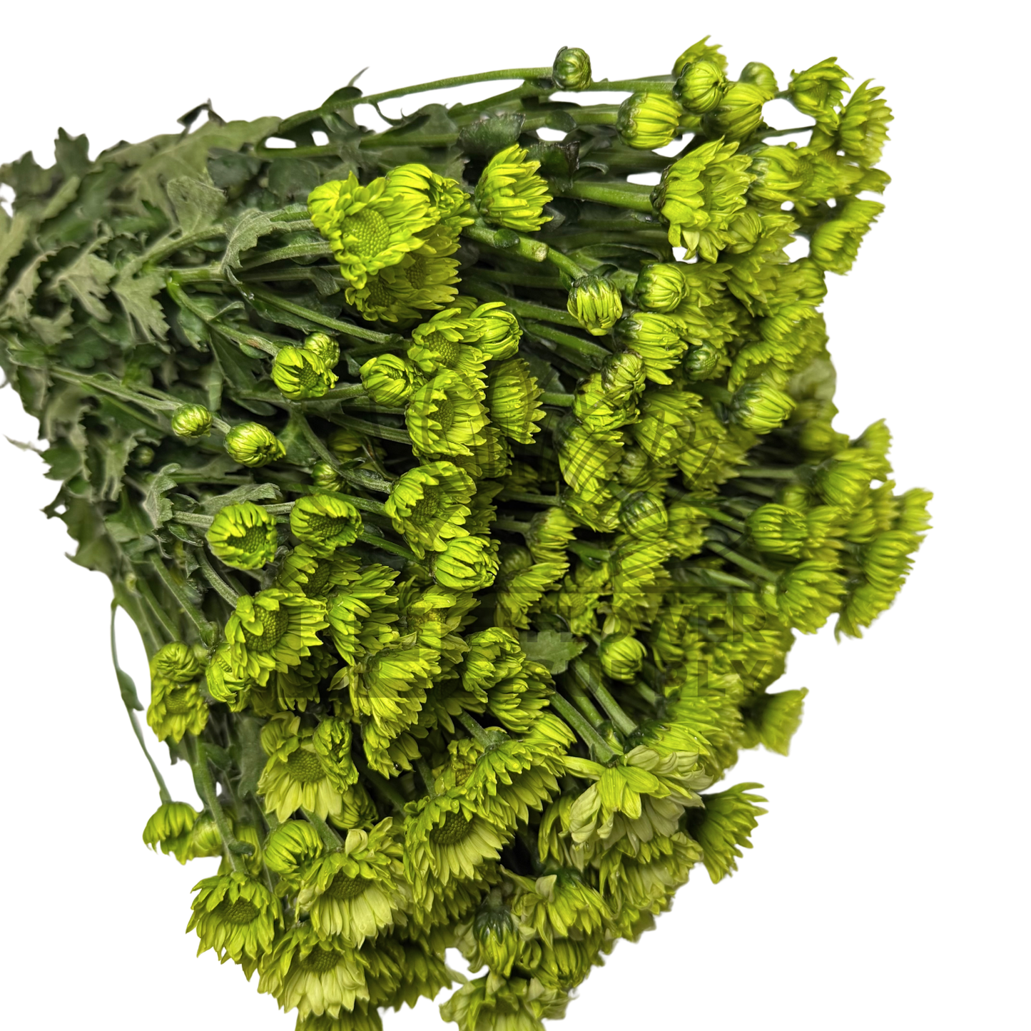 Chrysanthemum Stalk – Green