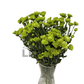 Chrysanthemum Stalk – Green