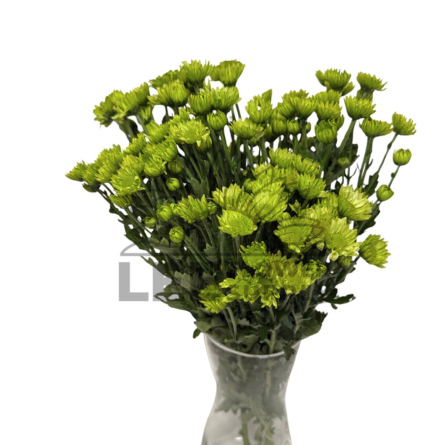 Chrysanthemum Stalk – Green