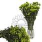 Chrysanthemum Stalk – Green