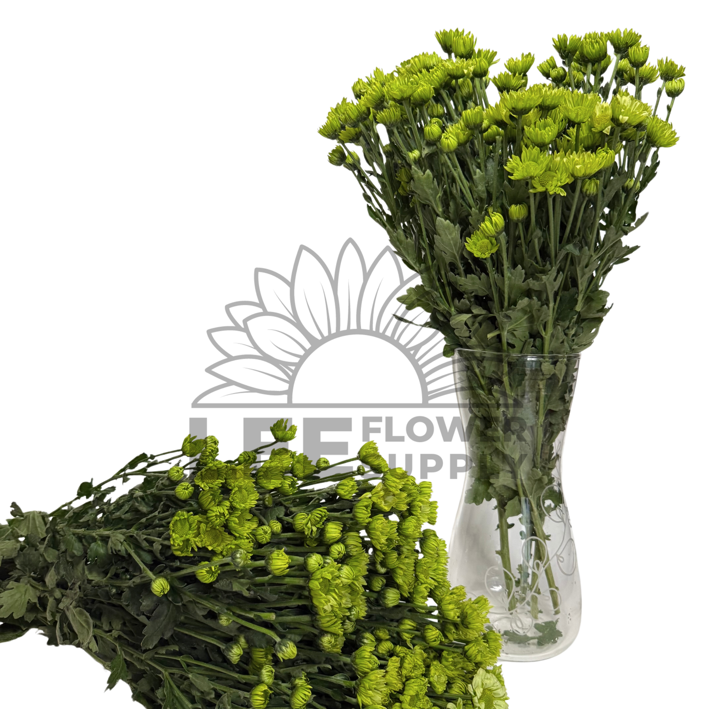 Chrysanthemum Stalk – Green