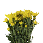 Chrysanthemum Stalk – Yellow