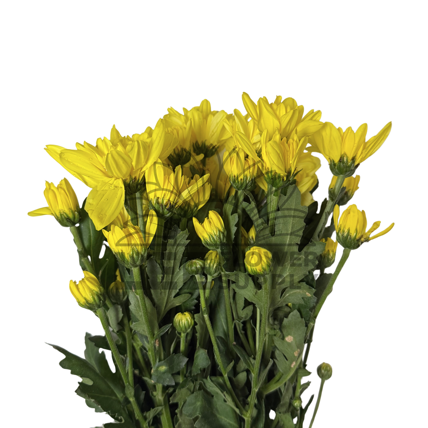 Chrysanthemum Stalk – Yellow