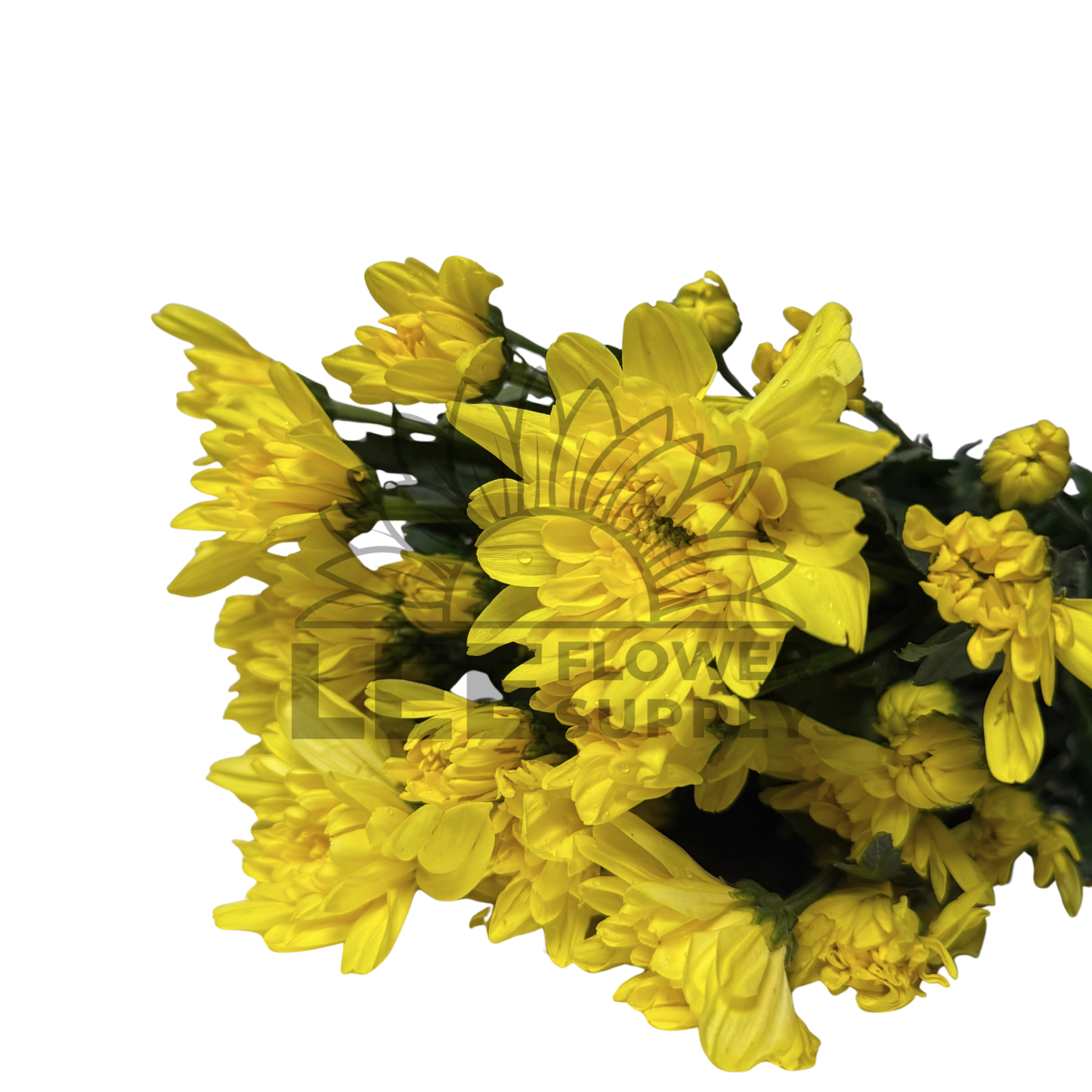 Chrysanthemum Stalk – Yellow