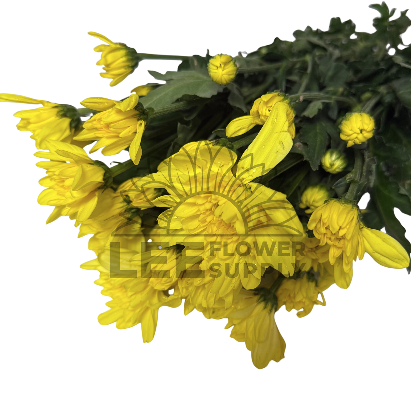 Chrysanthemum Stalk – Yellow