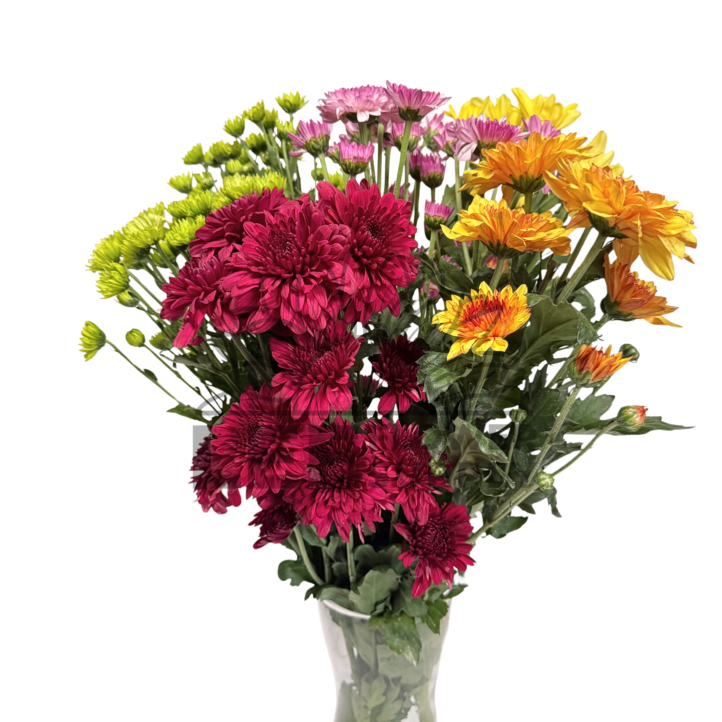 Chrysanthemum Stalk – Mixed Colours (5 Stalks)