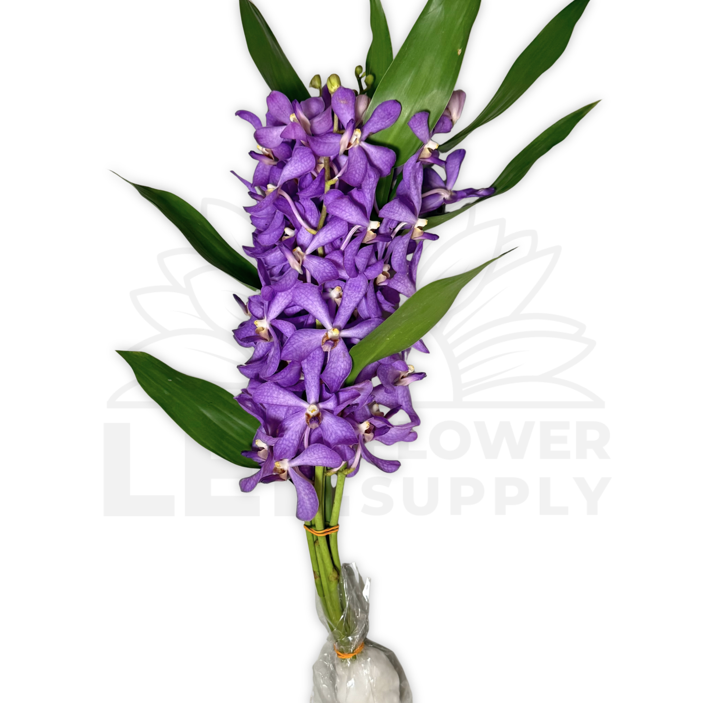 Orchid Stalk with Lotus Bamboo (5 Stalks)