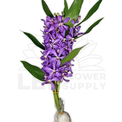 Orchid Stalk with Lotus Bamboo (5 Stalks)