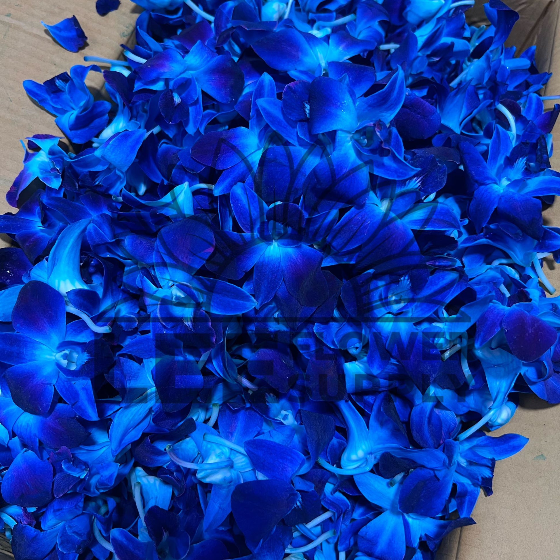 a box of blue orchid