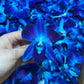 one piece of blue orchid