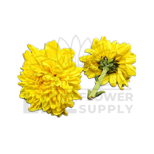 Yellow Chrysanthemum