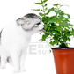 Catnip Plant – Potted Plant (15cm)