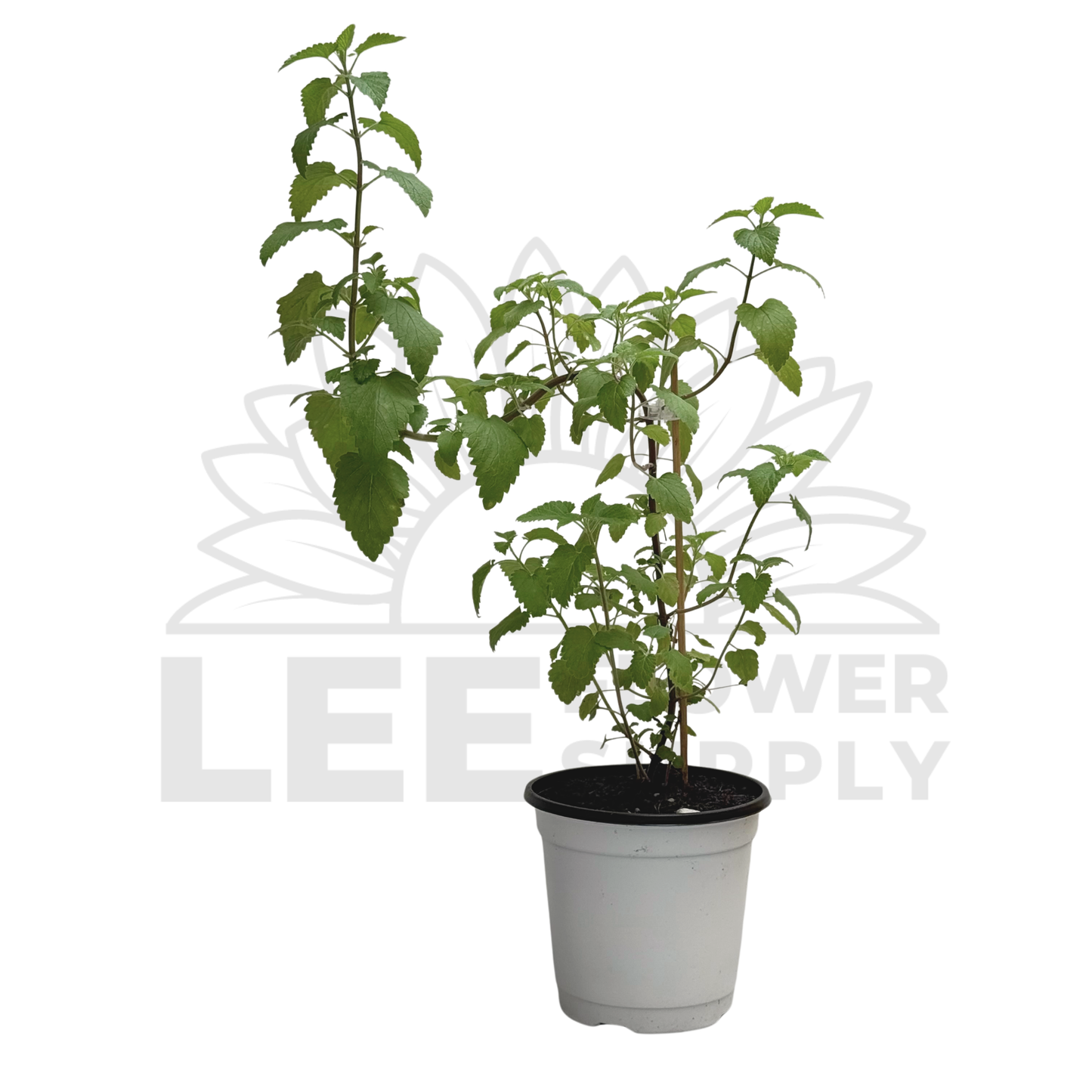 Catnip Plant – Potted Plant (15cm)
