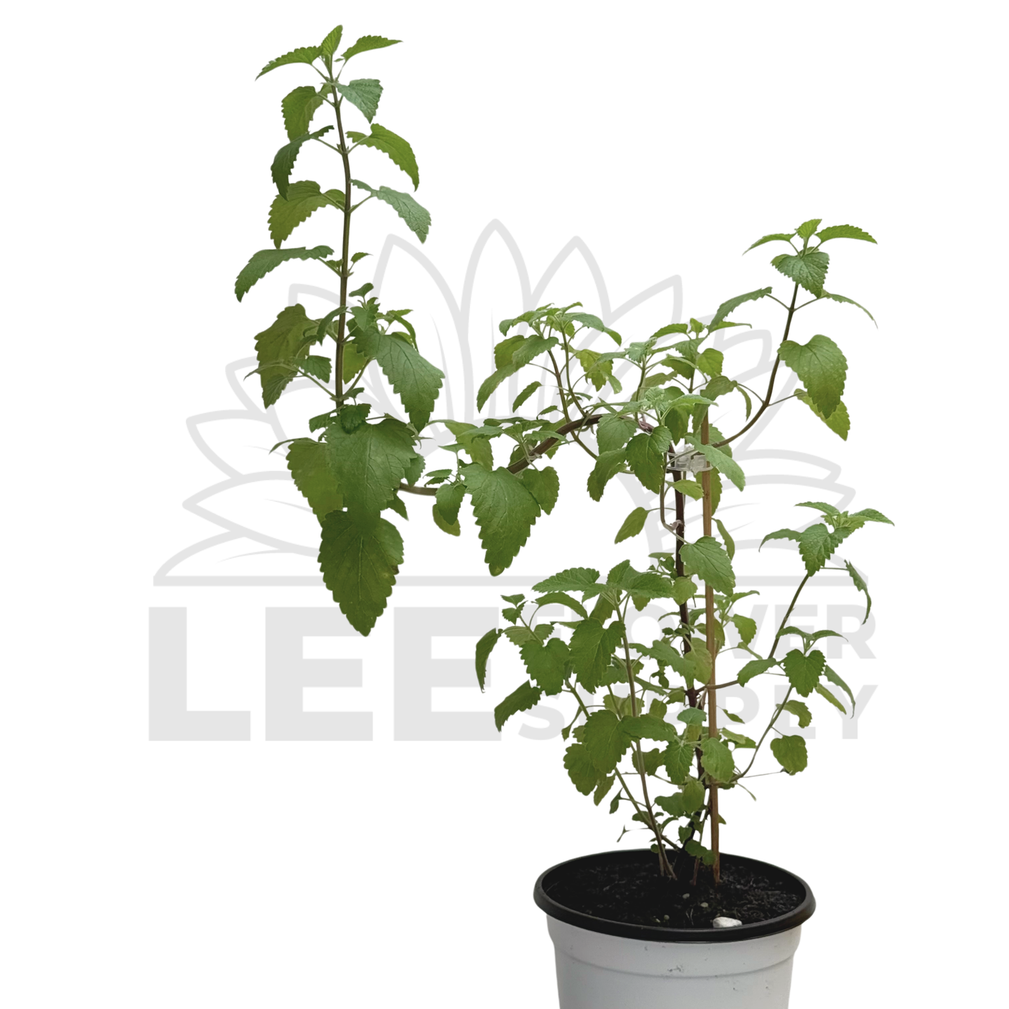 Catnip Plant – Potted Plant (15cm)