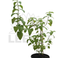 Catnip Plant – Potted Plant (15cm)