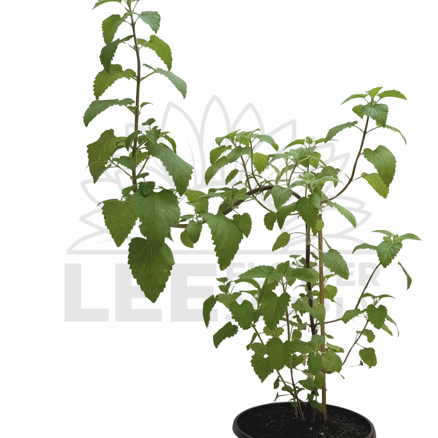 Catnip Plant – Potted Plant (15cm)