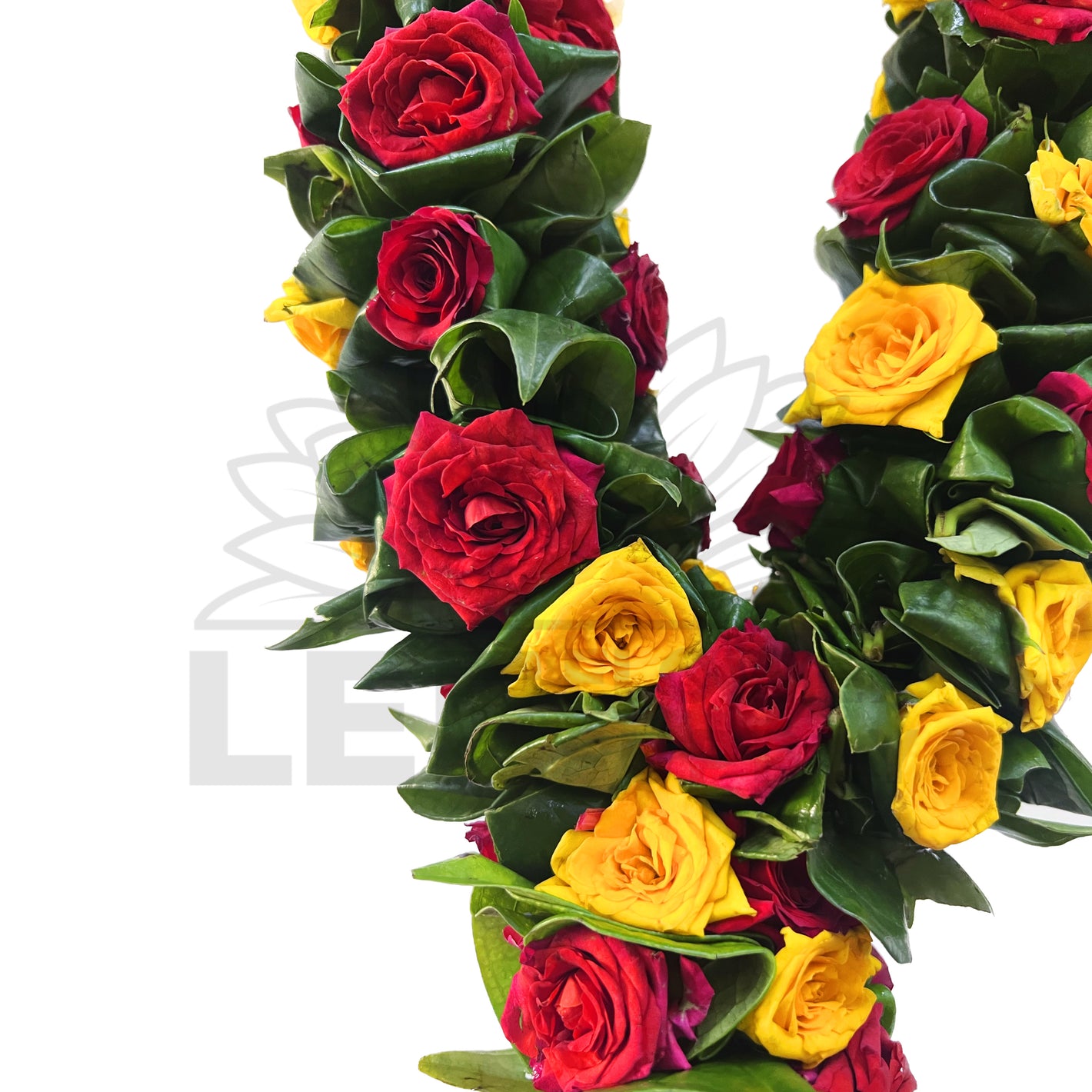 zoomed in for detailed leaf and flower petals