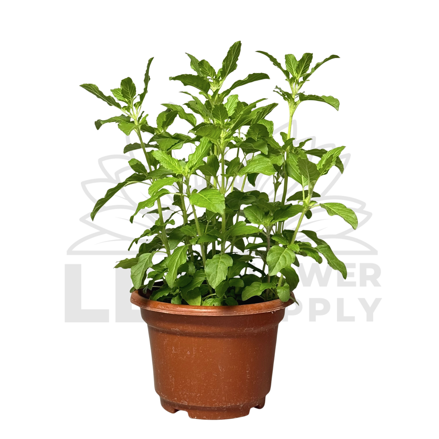 Holy Basil (Tulasi) – Potted Plant (15cm)