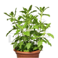 Holy Basil (Tulasi) – Potted Plant (15cm)