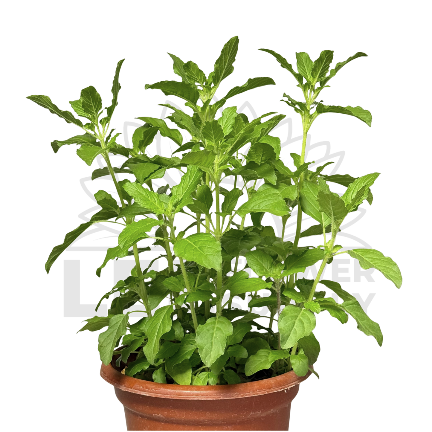 Holy Basil (Tulasi) – Potted Plant (15cm)