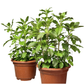 Holy Basil (Tulasi) – Potted Plant (15cm)