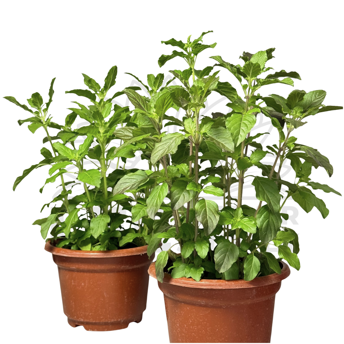 Holy Basil (Tulasi) – Potted Plant (15cm)