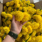 a box of india yellow marigold