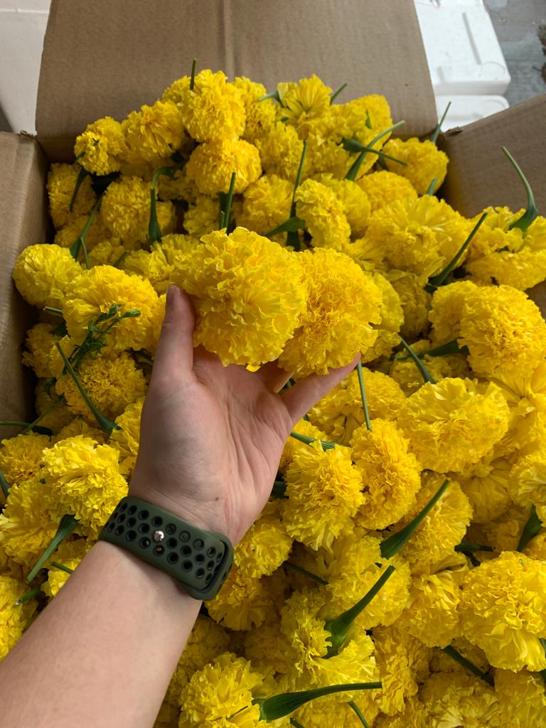 a box of india yellow marigold