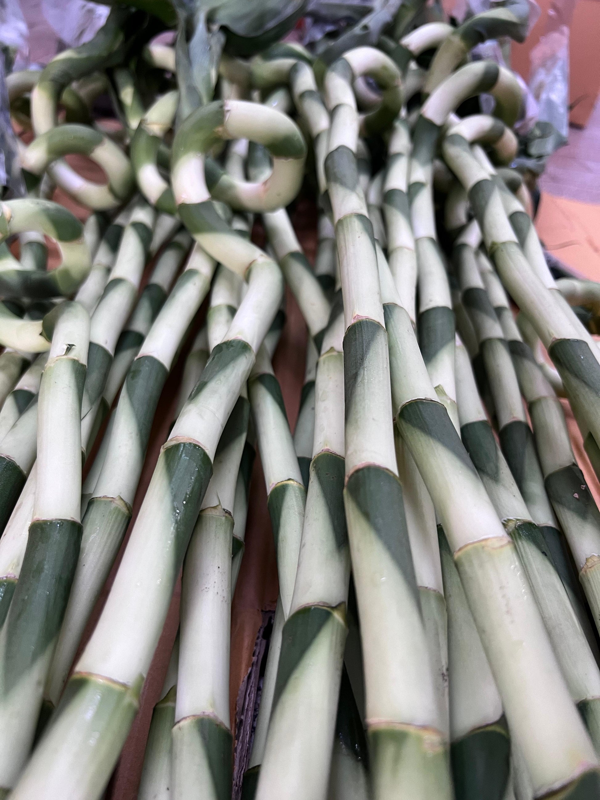 white lucky bamboo Lucky Bamboo (L)