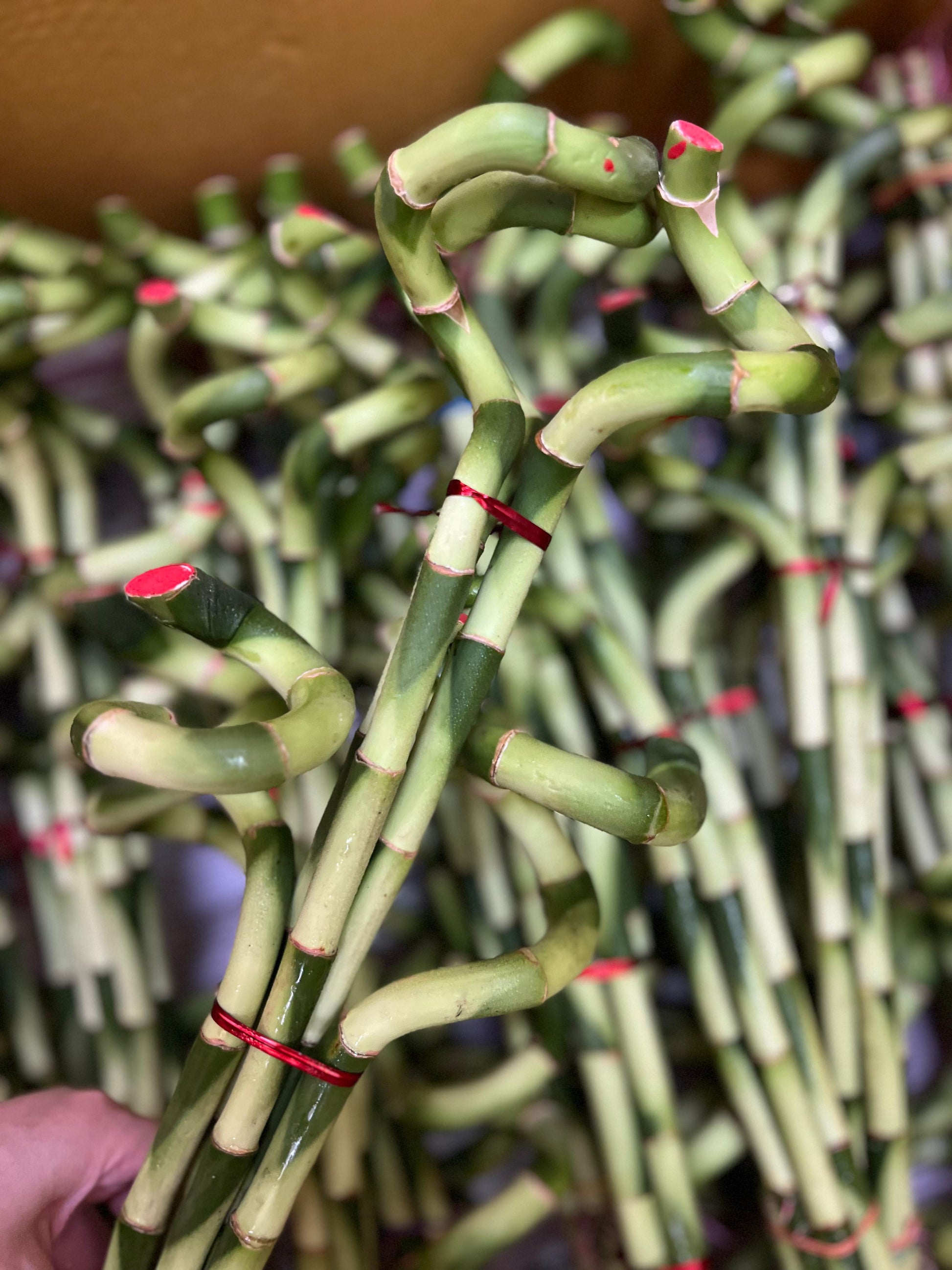 lucky green bamboo & supply Lucky Bamboo (S)