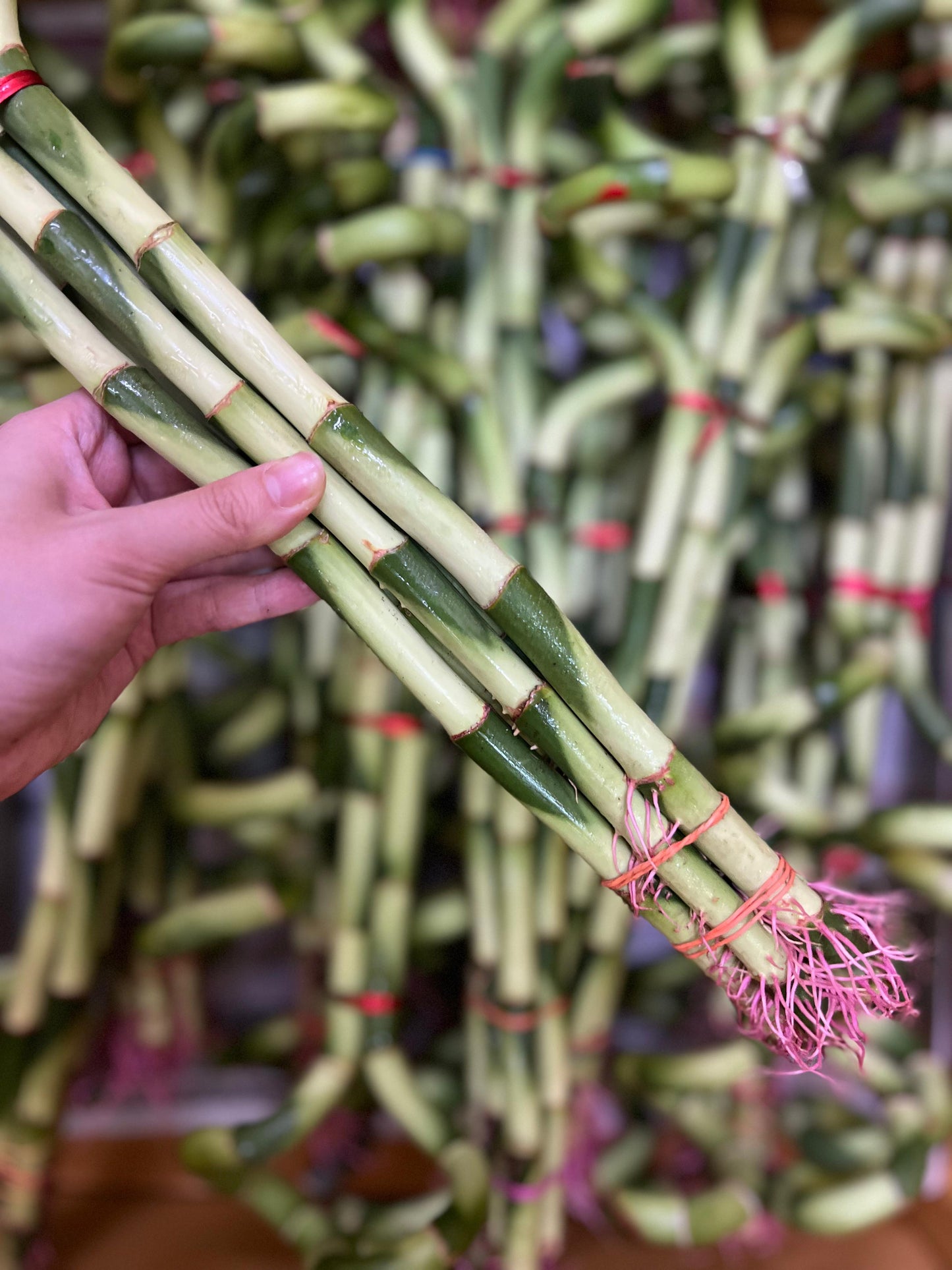 the roots of luck bamboo (s)