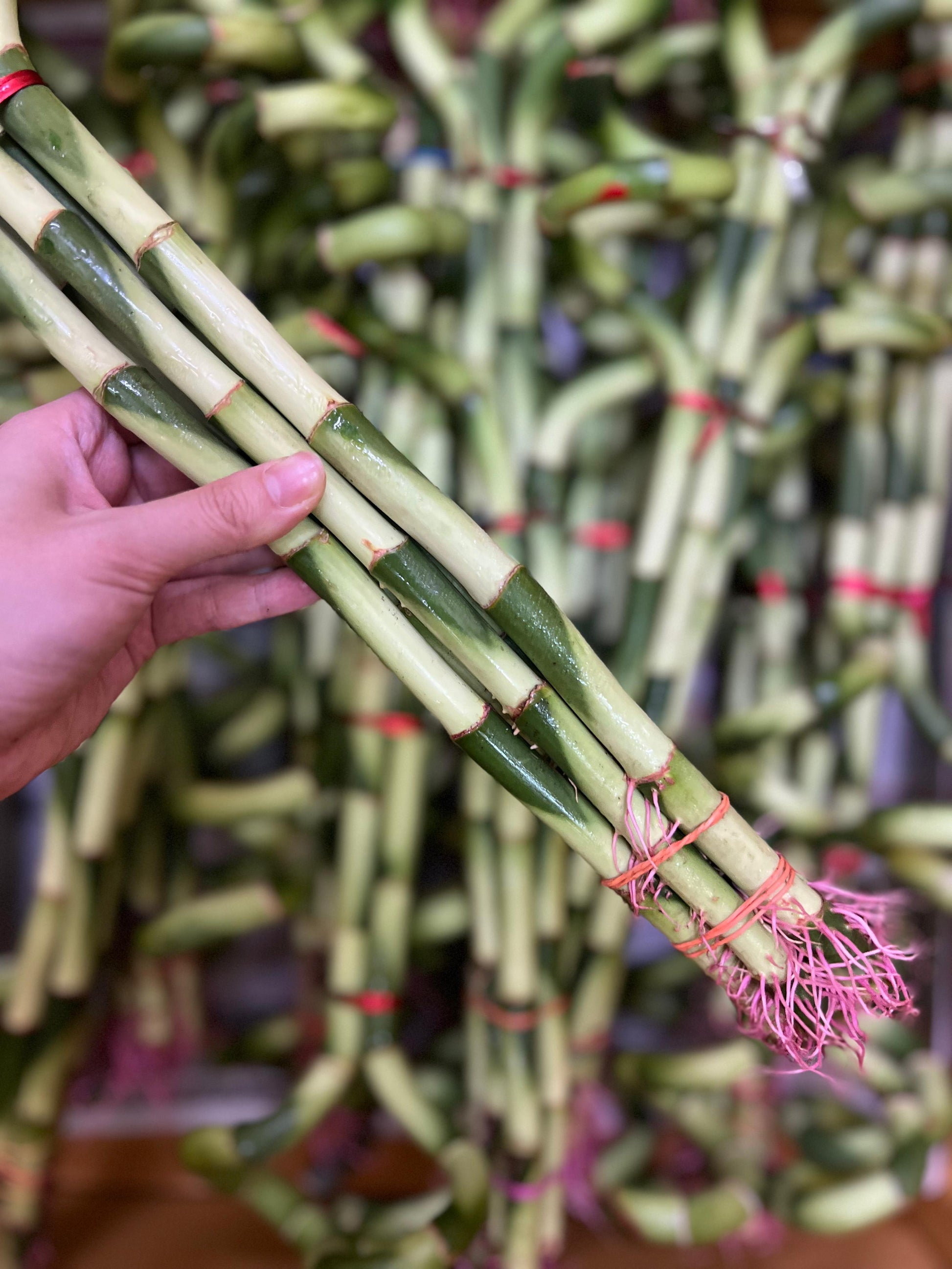 the roots of luck bamboo (s)