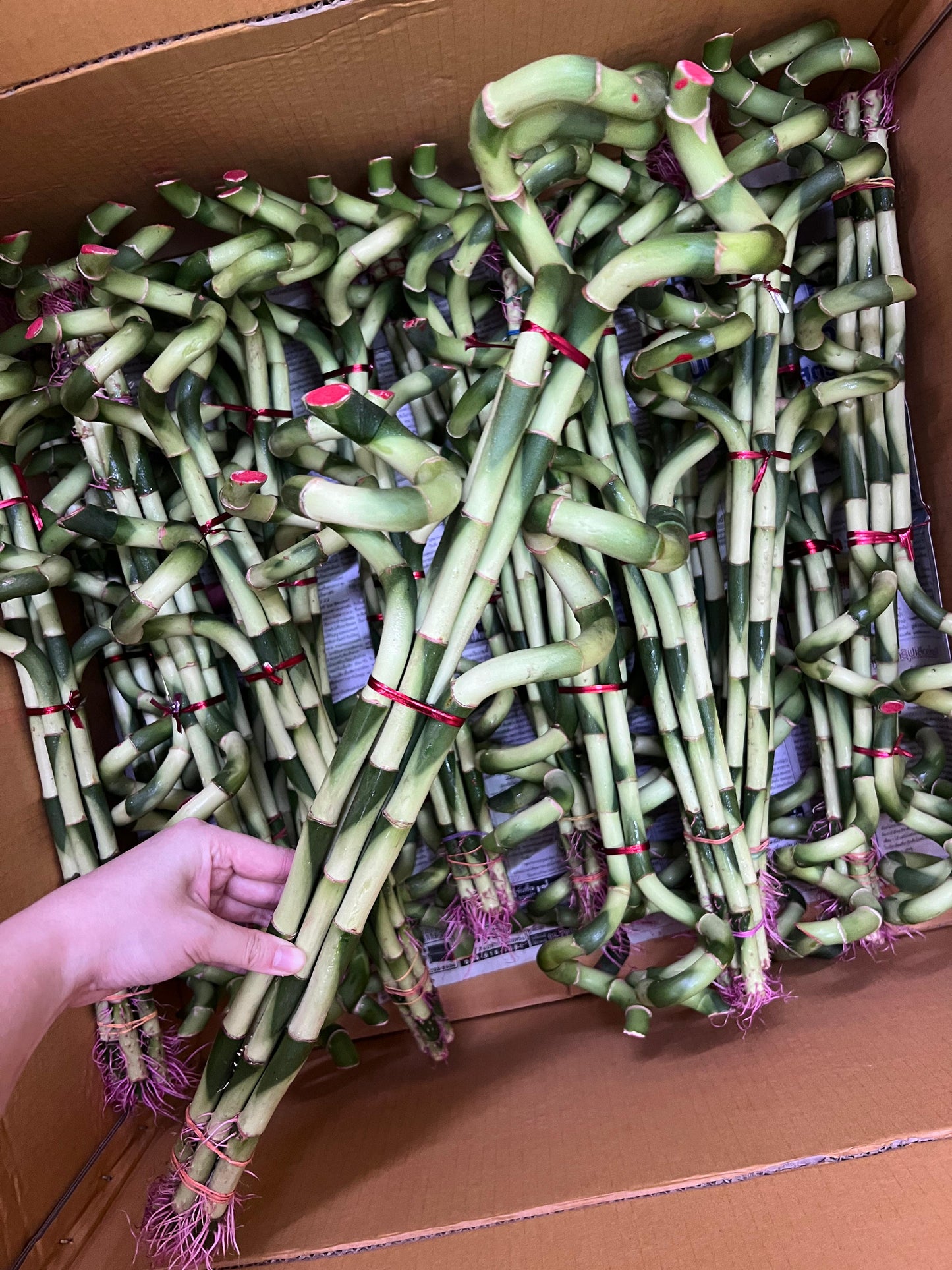 lucky bamboo philippines Lucky Bamboo (S)