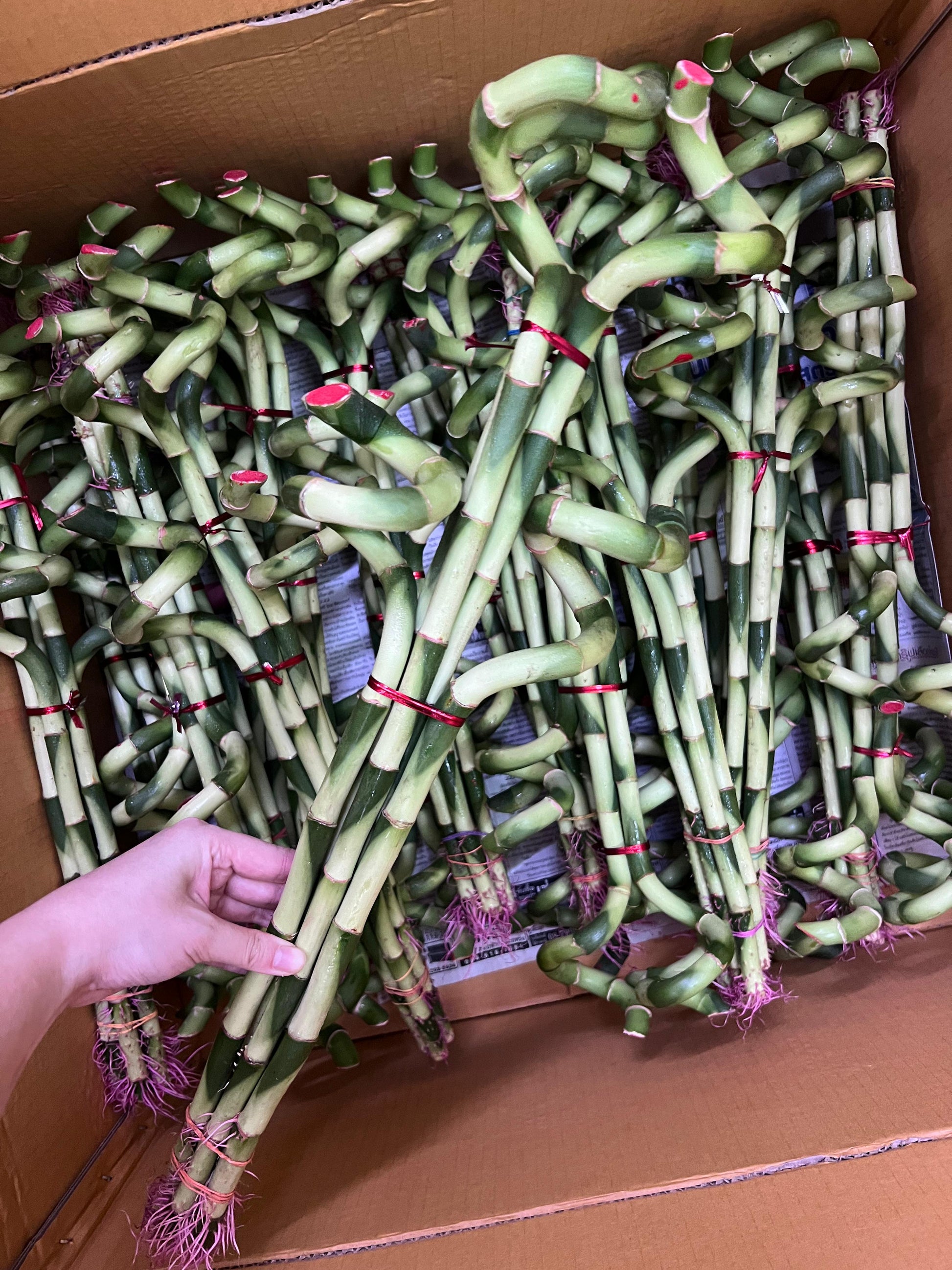 a box of luck bamboo (s)