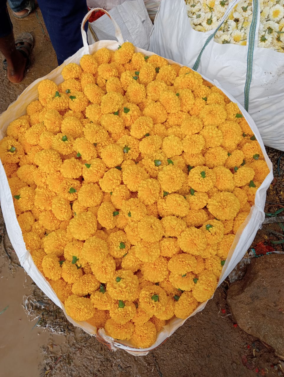 a huge bag of india yellow marigold