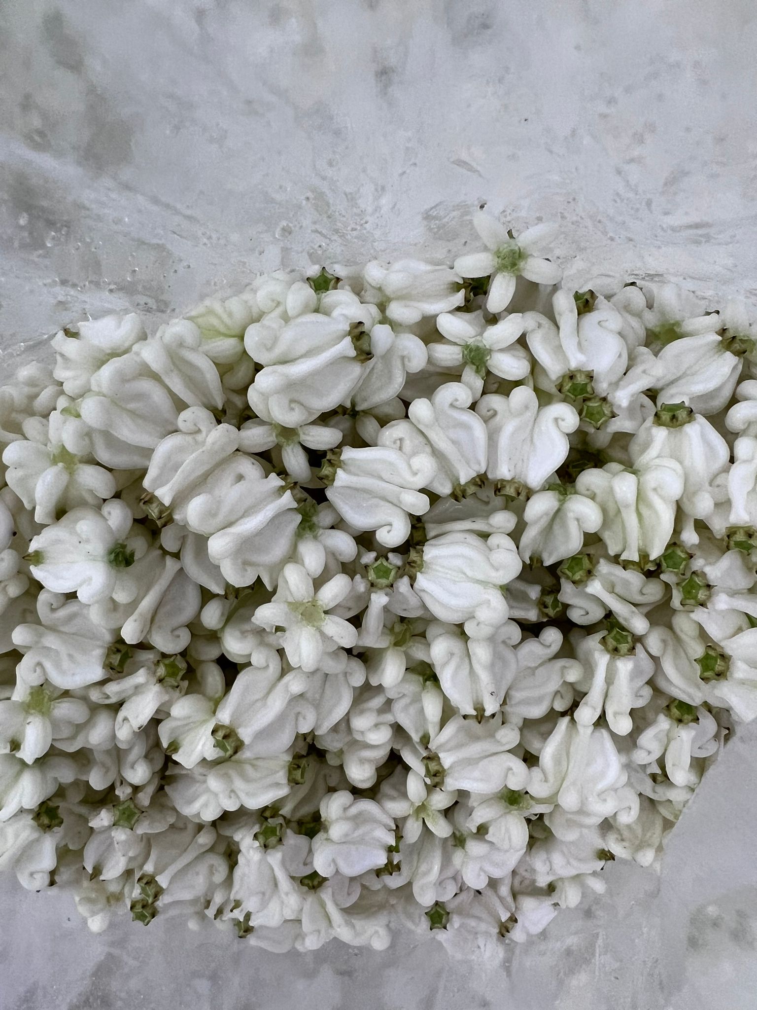 inside a bag of loose crown flowers