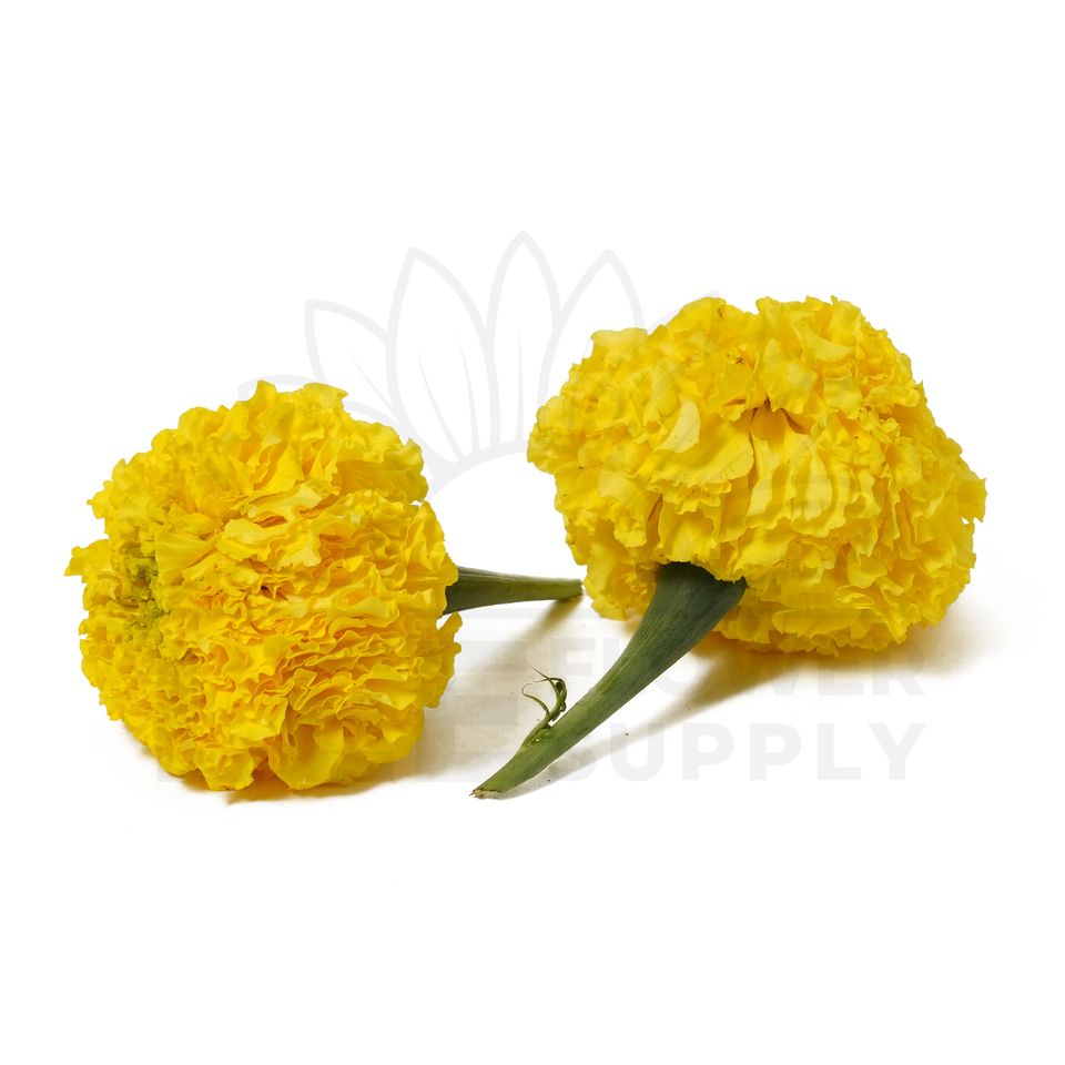 india yellow marigold front and back