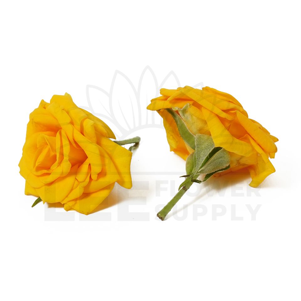 india yellow rose front and back view